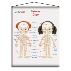 LAMINA DIDACTICA SISTEMA OSEO NIÑOS