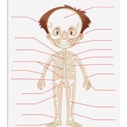 LAMINA DIDACTICA SISTEMA OSEO
