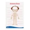 LAMINA DIDACTICA SISTEMA OSEO