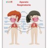 LAMINA DIDACTICA APARATO RESPIRATORIO NIÑOS