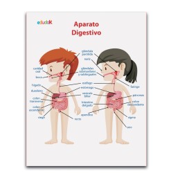 LAMINA DIDACTICA APARATO DIGESTIVO NIÑOS