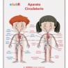LAMINA DIDACTICA APARATO CIRCULATORIO NIÑOS