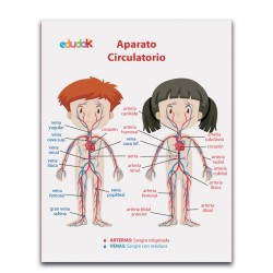 LAMINA DIDACTICA APARATO CIRCULATORIO NIÑOS