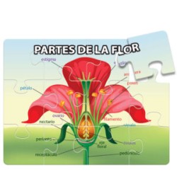 ROMPECABEZAS PARTES DE LA FLOR