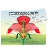 ROMPECABEZAS PARTES DE LA FLOR