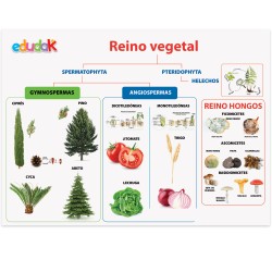 LÁMINA DIDÁCTICA REINO VEGETAL
