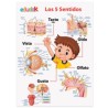 LÁMINA DIDÁCTICA LOS 5 SENTIDOS
